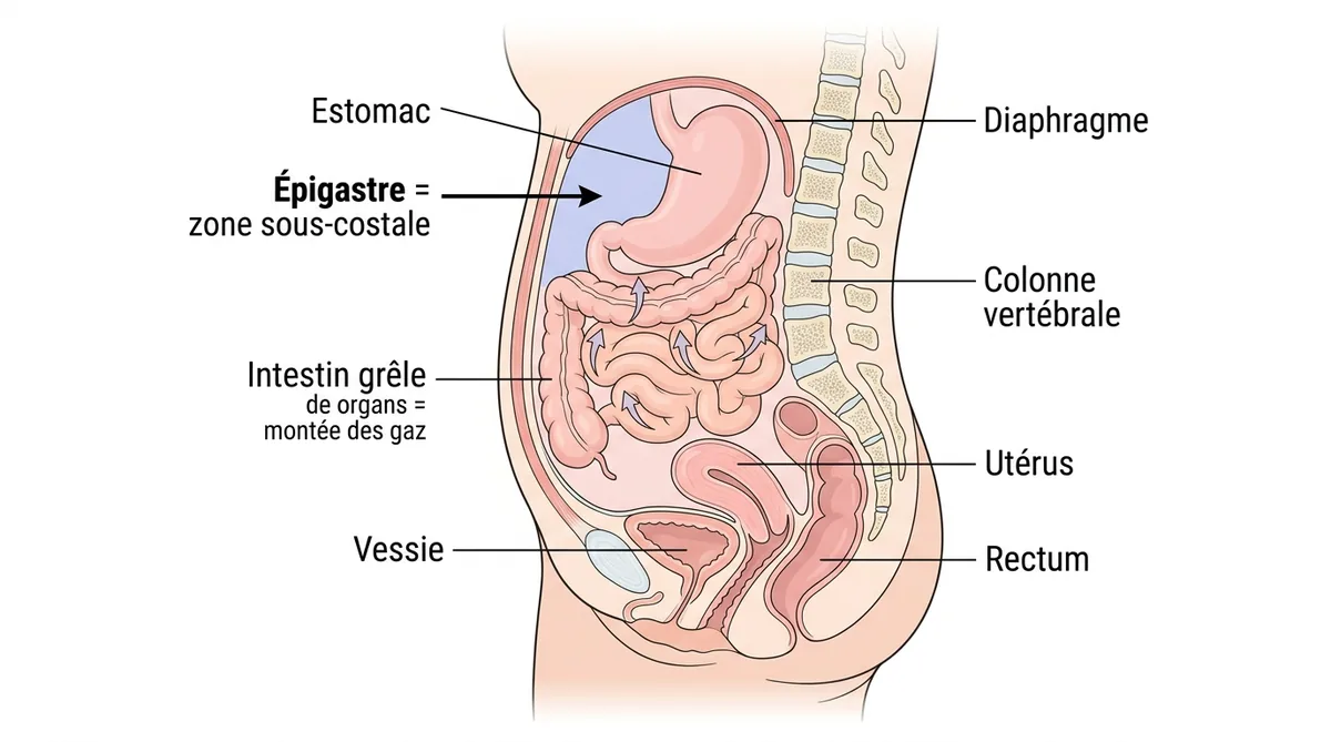 Schéma anatomique zone épigastre ventre gonflé sous poitrine femme