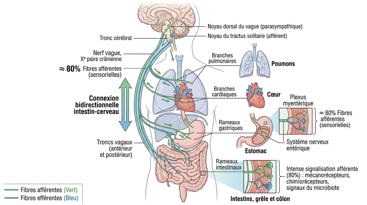 Schéma du nerf vague et connexions avec les organes digestifs et cardiaques