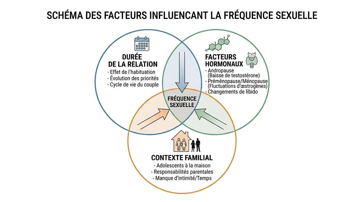 Schéma facteurs influence fréquence sexuelle 40 ans