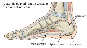 Épine calcanéenne et foie intestin : le lien, la durée et les solutions