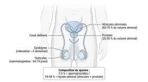 Combien de temps pour avoir les testicules pleines après éjaculation ?