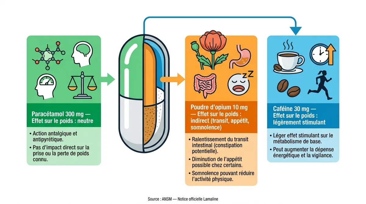 Infographie composition Lamaline et effet de chaque composant sur le poids