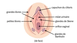 Petite boule sur lèvre extérieur génitale : causes et que faire